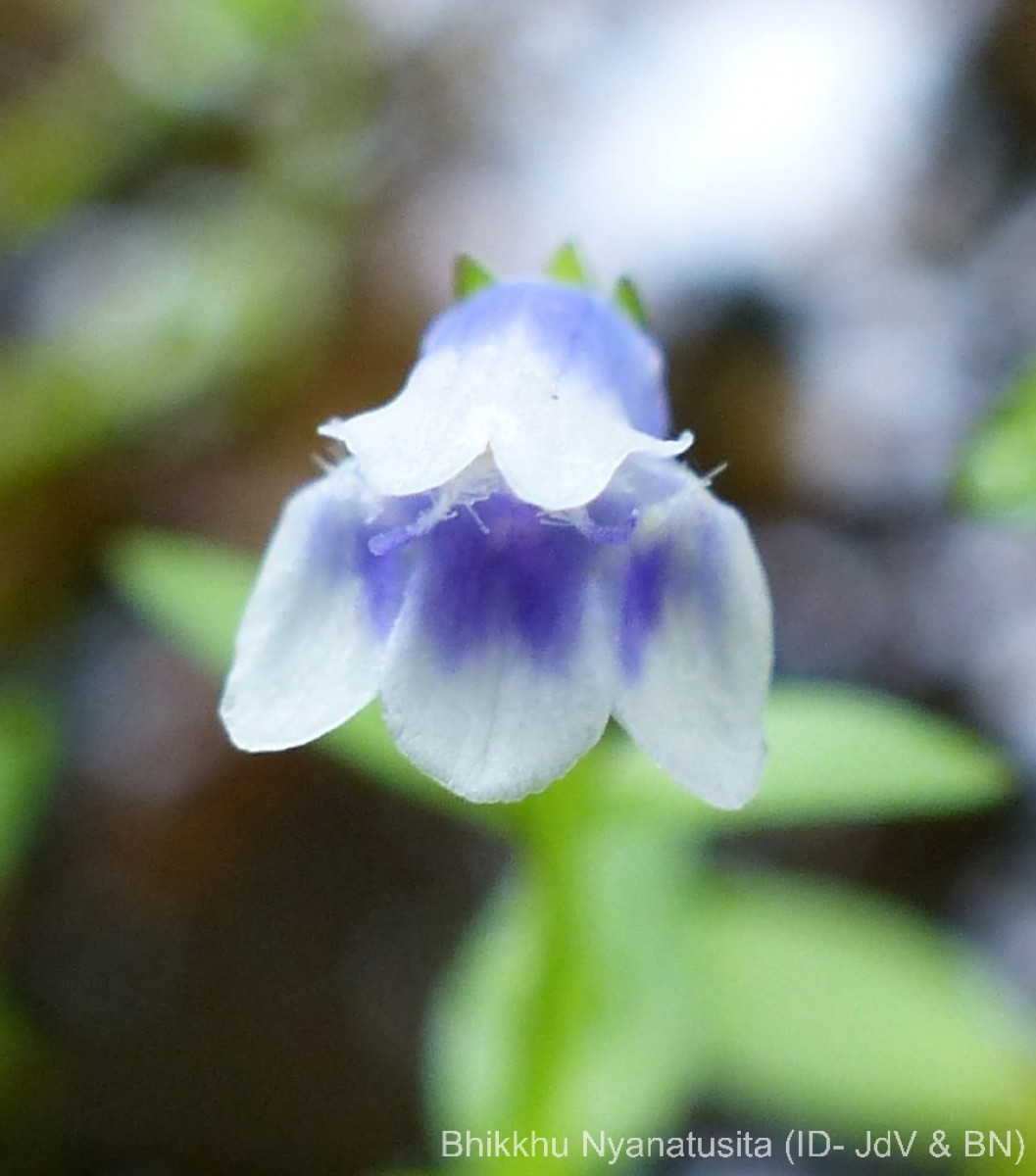 Lindernia hyssopioides (L.) Haines
